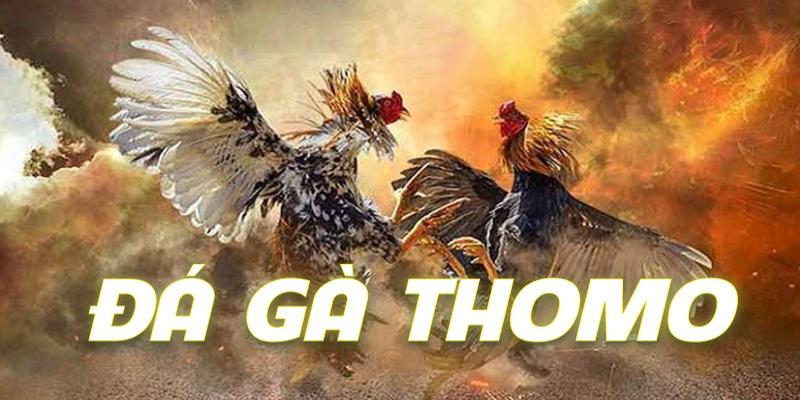 Khái quát về đá gà thomo